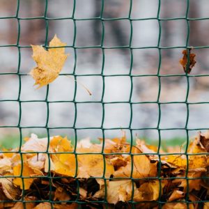Photo of yellow autumn leaves on fence during windy day. Orange foliage on lattice or metal net for your background Photo of yellow autumn leaves on fence during windy day. Orange foliage on lattice or metal net for your background